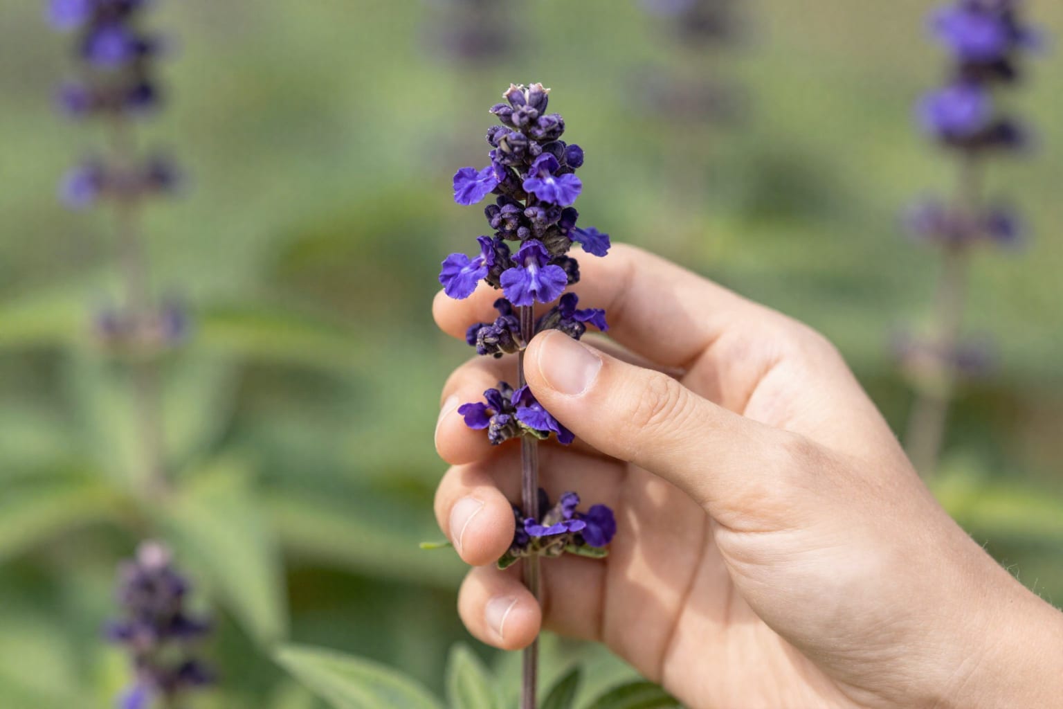 7 Growing Salvia Tips for Full-Sun Perennial Beds That Bloom All Summer