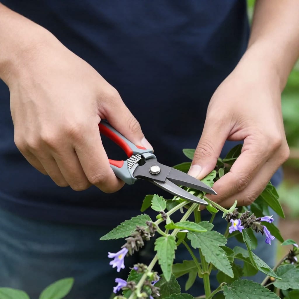 Gardener deadheading salvia with pruning shears